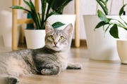pet friendly plants
