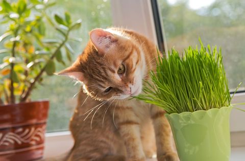 pet friendly plants like cat grass