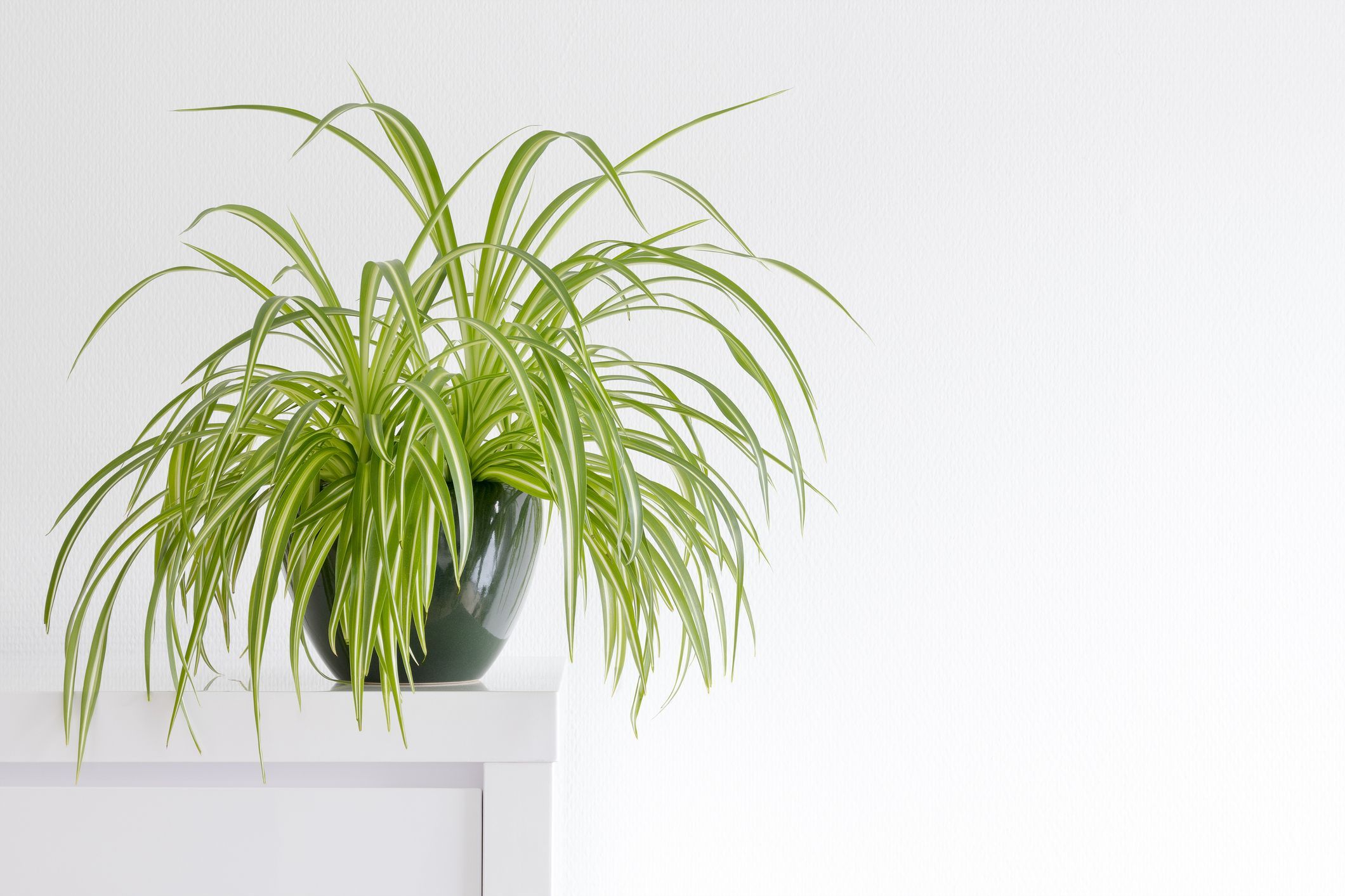 are spider plants toxic to cats and dogs