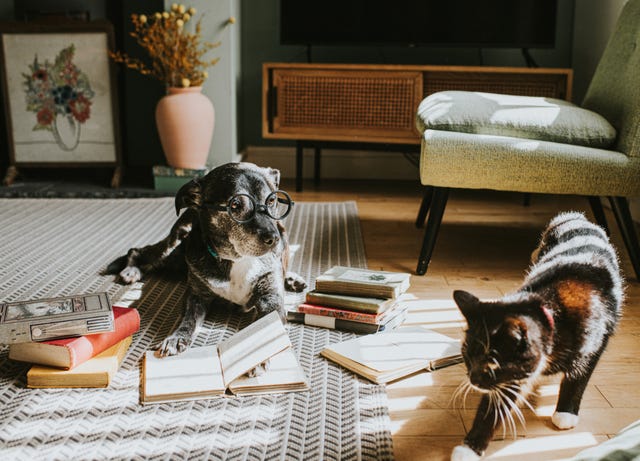 pet insurance guide