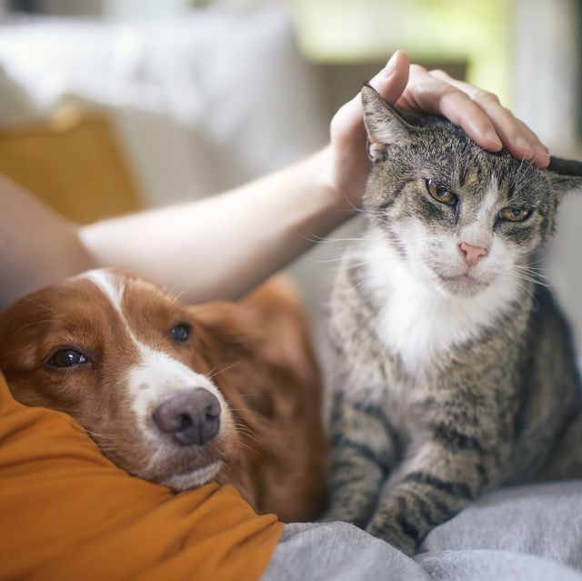 pet owner stroking his old cat and dog together