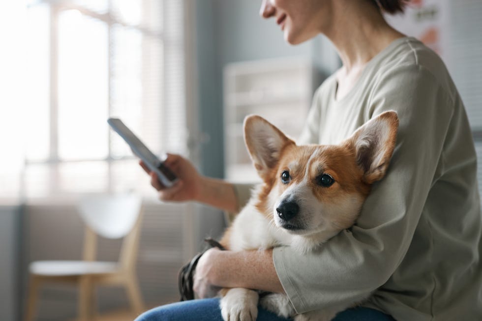 pet prenup