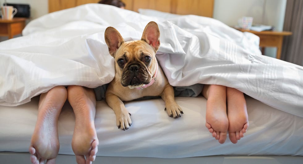 pet prenup