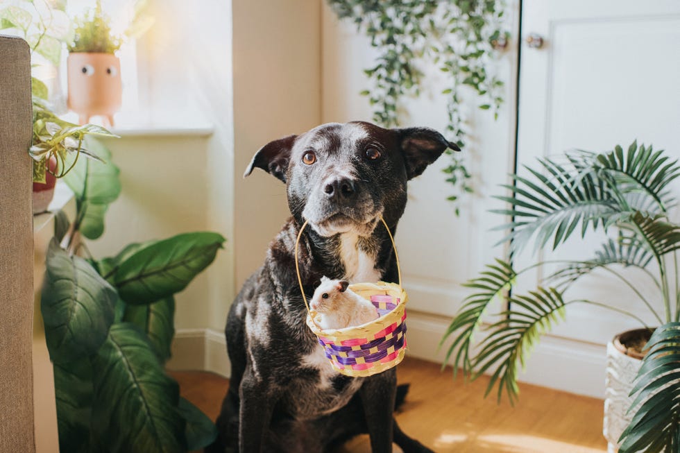 pet prenup
