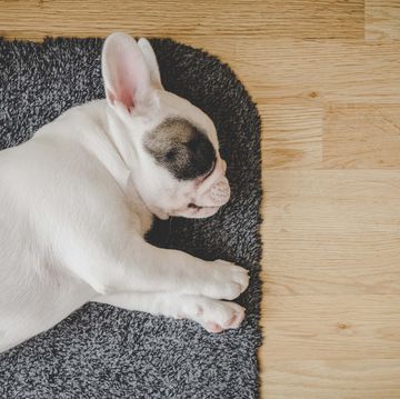 how to pet proof wooden floors