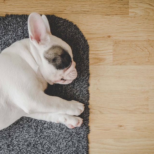 how to pet proof wooden floors