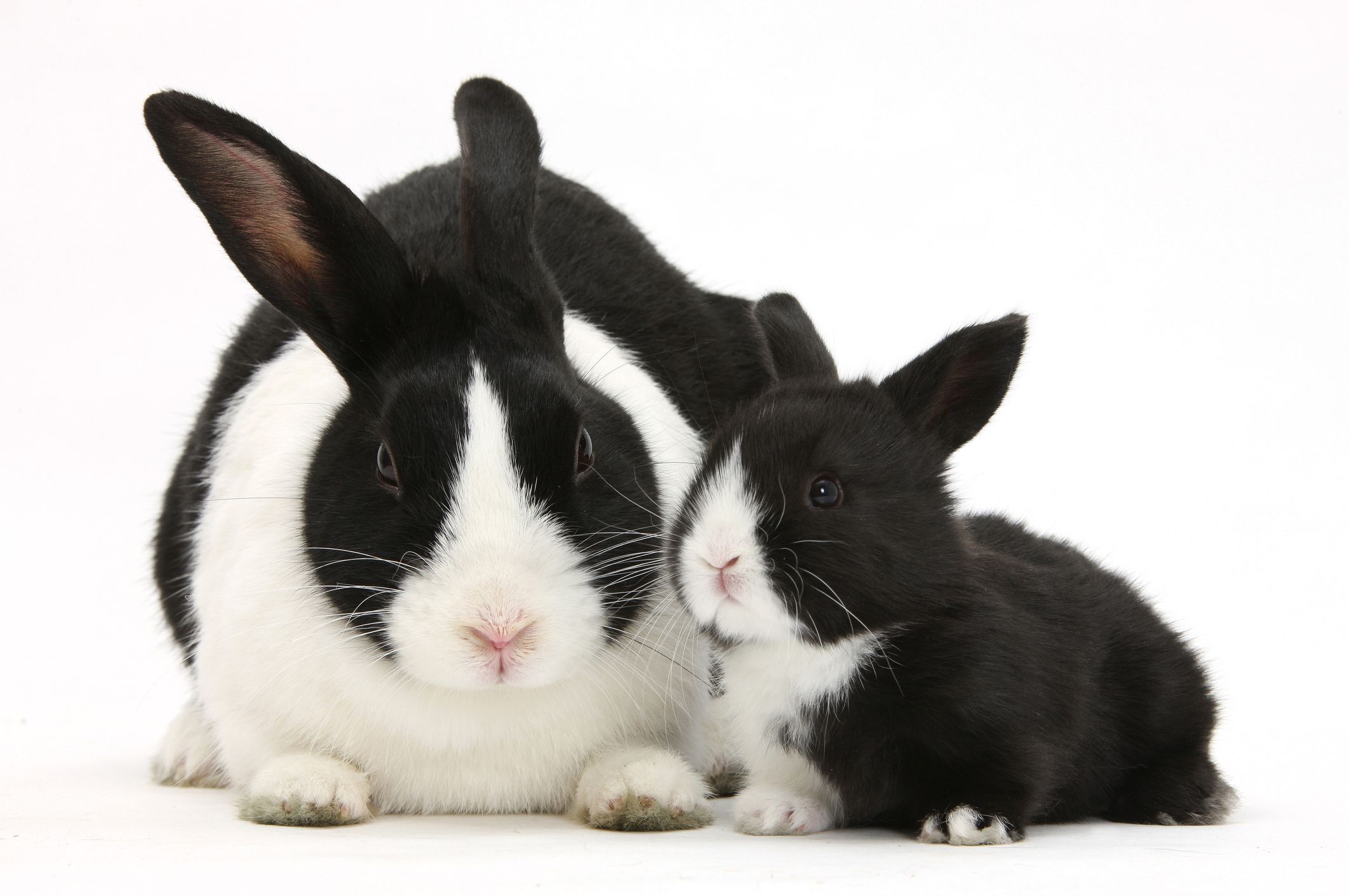 dwarf rabbit black and white