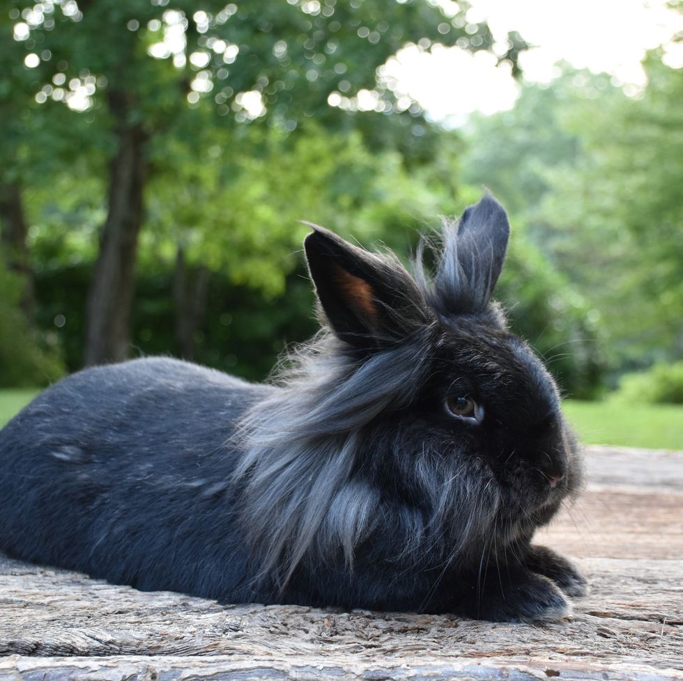 15 Types Of Pet Rabbits — Having Rabbits As Pets