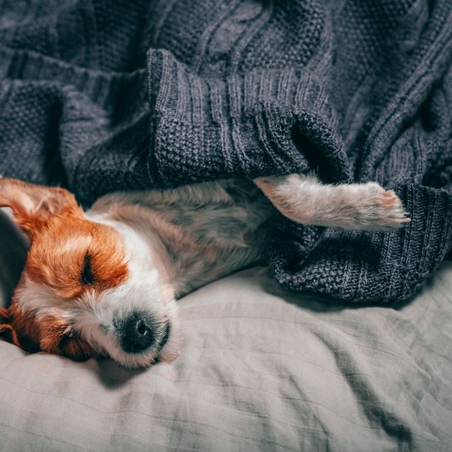 pet sleeping positions and what they mean