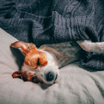 pet sleeping positions and what they mean