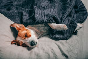 5 Dog Sleeping Positions And What They Mean