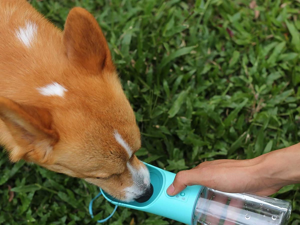 This Dog Water Bottle That Went Viral on TikTok Is Perfect for Pet Owners
