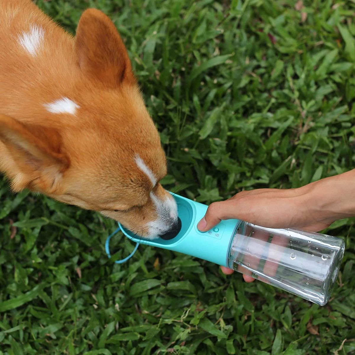 water bottle dispenser with blue dispenser that a dog is drinking out of