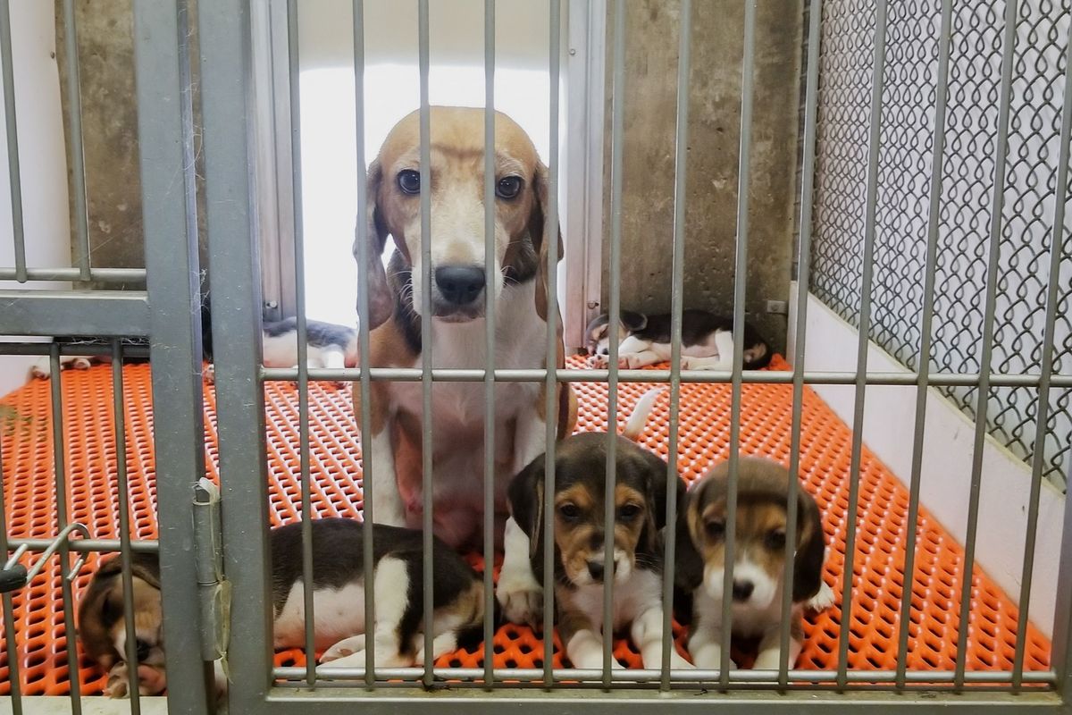 In het afgelopen jaar heeft het Amerikaanse ministerie van Landbouw USDA ruim zeventig overtredingen van de richtlijnen voor dierenwelzijn geconstateerd in de Envigovestiging in Cumberland Virginia waar vijfduizend beagles worden gehouden Envigo fokt honden ten behoeve van toxicologisch onderzoek