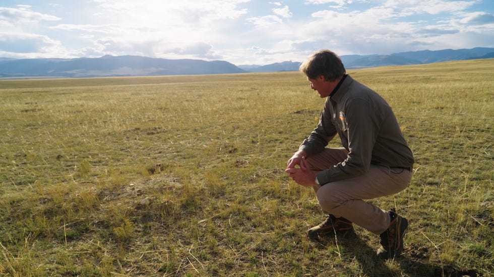 peter gros on hogg family ranch in meeteetse wyoming observing tiny black footed ferret in a burrow returning his gaze