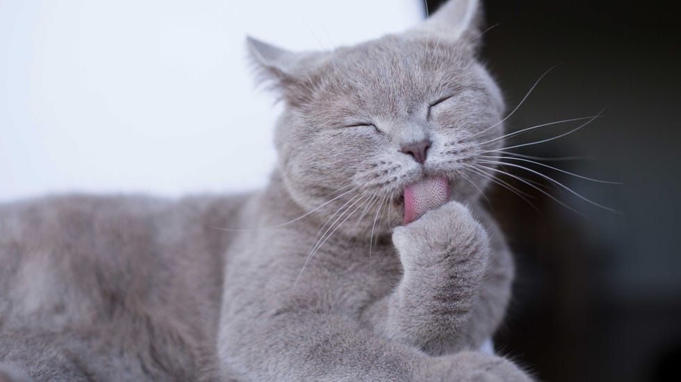 best cleaning songs   pet hair
