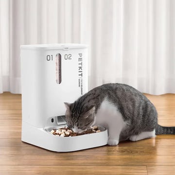 Comedero automático para gatos comedero automático para gatos