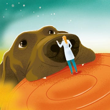 giant dog being pet by vet pet health