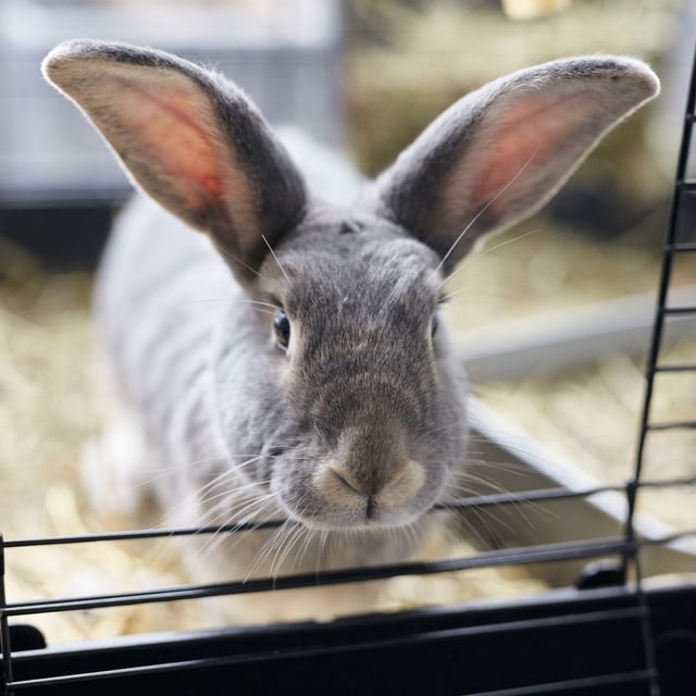 portrait of grey pet house rabbit looking out from open door of hutch
