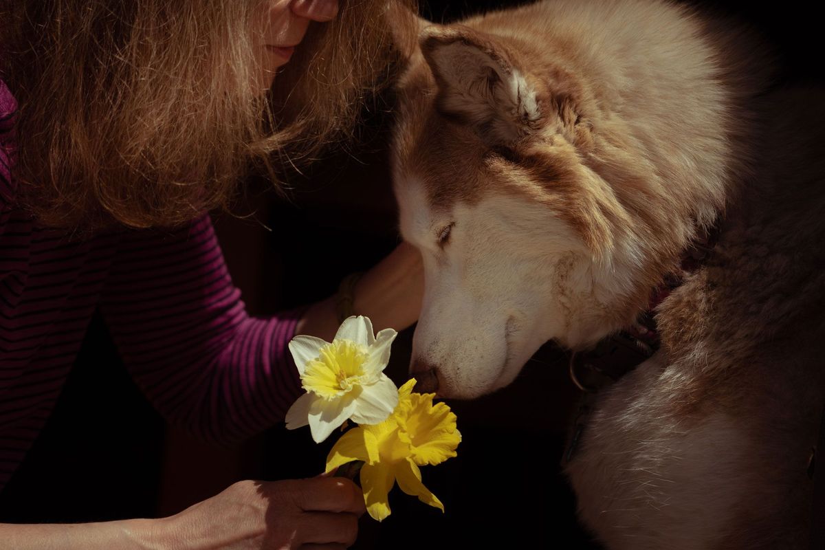 Therapiehond Casey knuffelt met Janice achternaam onbekend in Massachusetts op 20 april 2020 De Siberische husky biedt Janice en de andere mensen in haar huishouden steun tijdens de COVID19pandemie