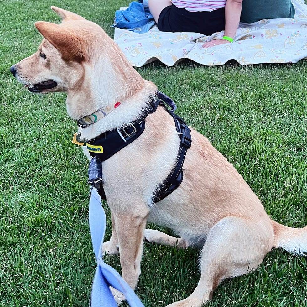 a dog sitting on a leash