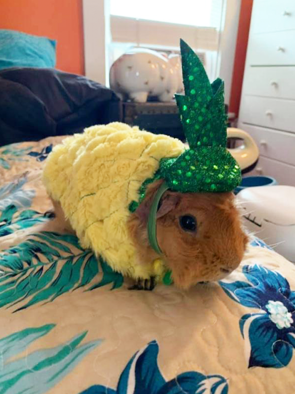 Apple Plush Bed for Guinea Pigs