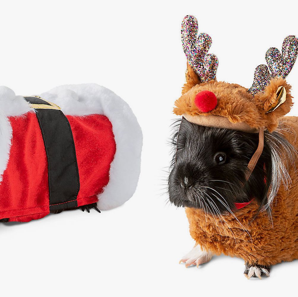 PetSmart's Christmas Costumes Will Make Your Guinea Pig the Most
