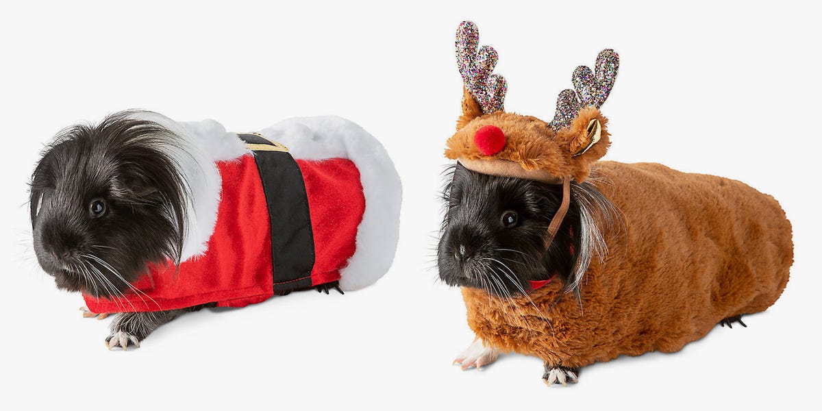 Petsmart Has Guinea Pig Christmas Costumes and I'm Dying