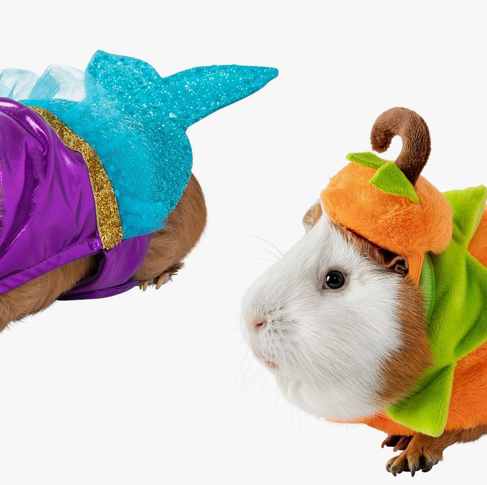 PetSmart Is Selling Halloween Costumes for Guinea Pigs, So Every