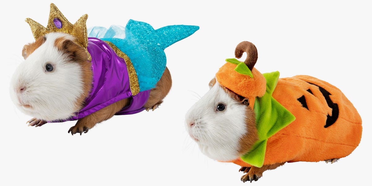 PetSmart's Christmas Costumes Will Make Your Guinea Pig the Most