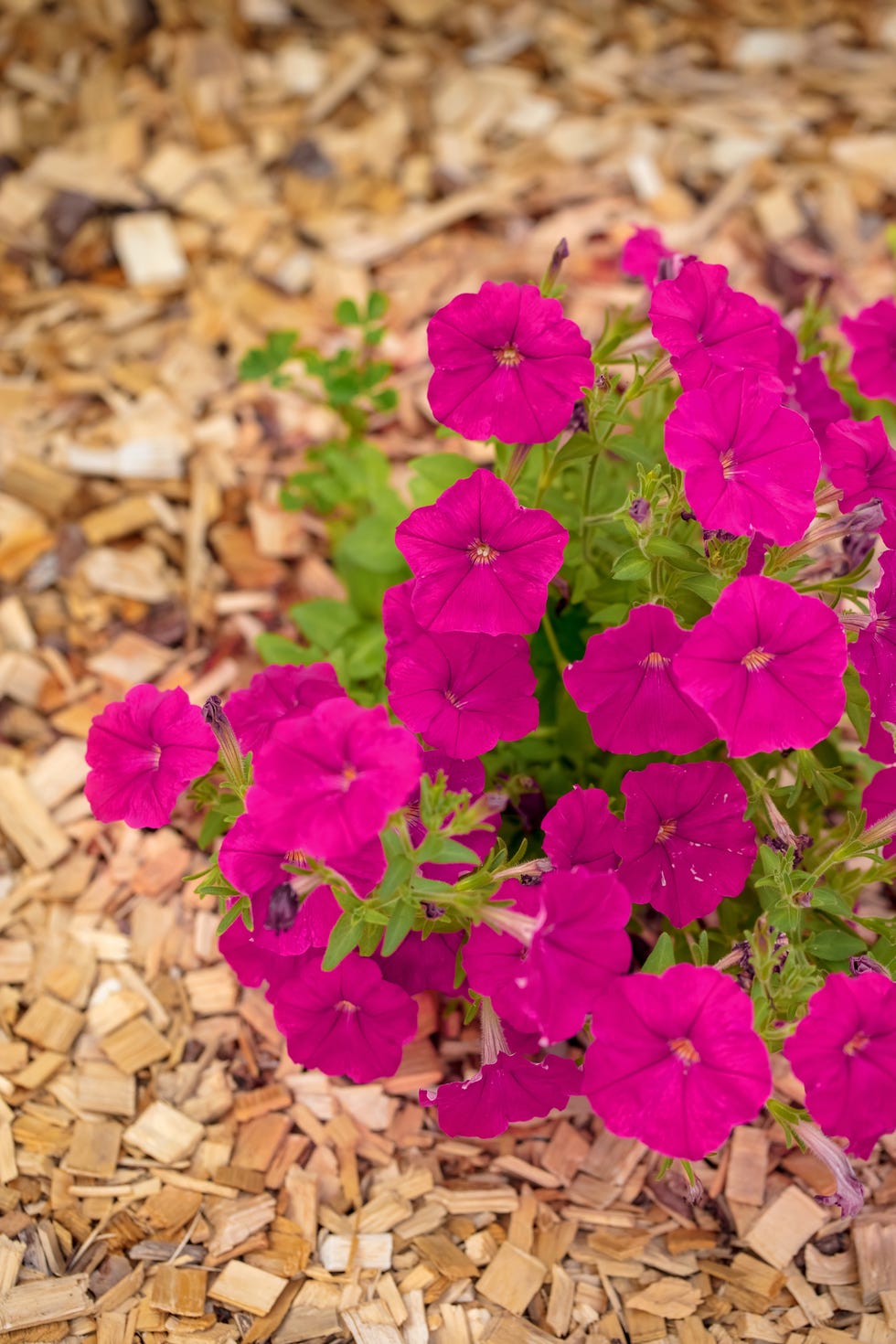 petunia flowers in mulch