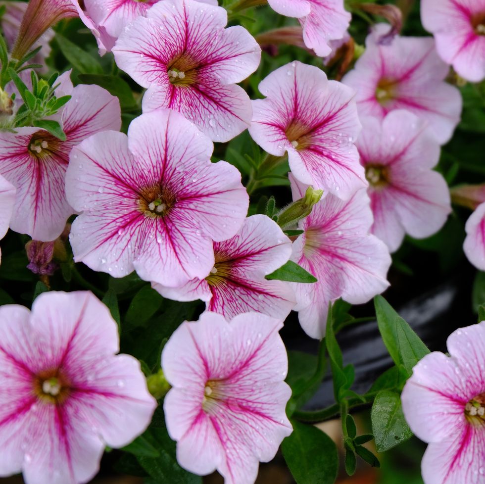 petunia with pink, trumpet shaped flowers ideal for hummingbird's long beaks