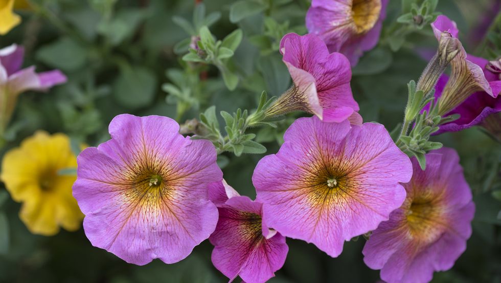 petunia hybrida pink colored with yellowish center
