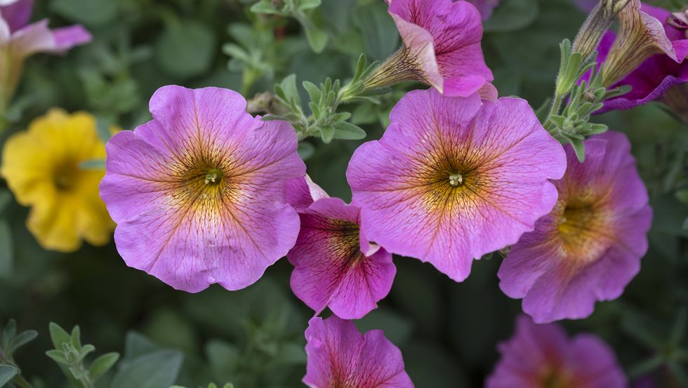 petunia hybrida pink colored with yellowish center