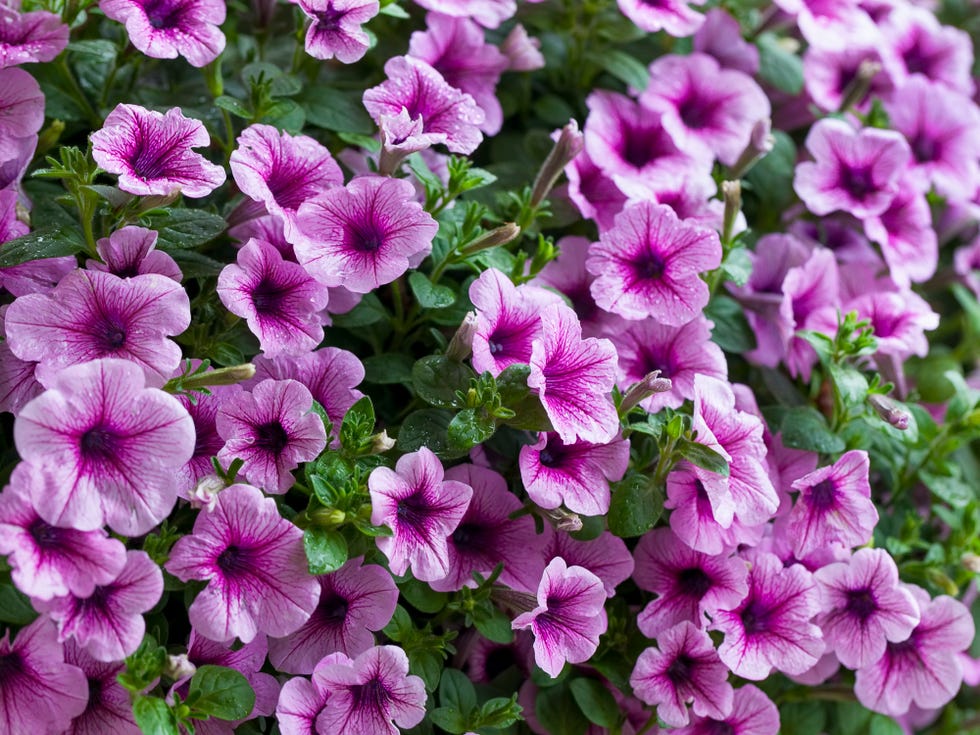 16 Plants That Repel Unwanted Bugs and Insects Naturally