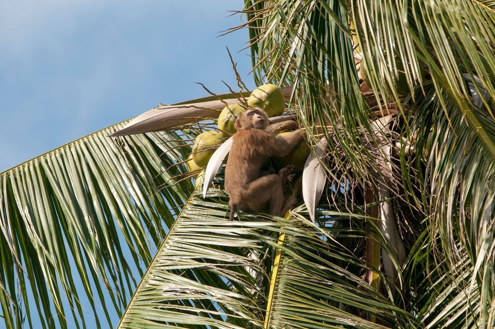 Vijftien jaar geleden werkten nog zon 15000 aapjes op Thaise kokosplantages vergeleken met 3000 vandaag de dag
