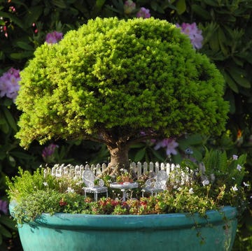 fairy garden fairy garden