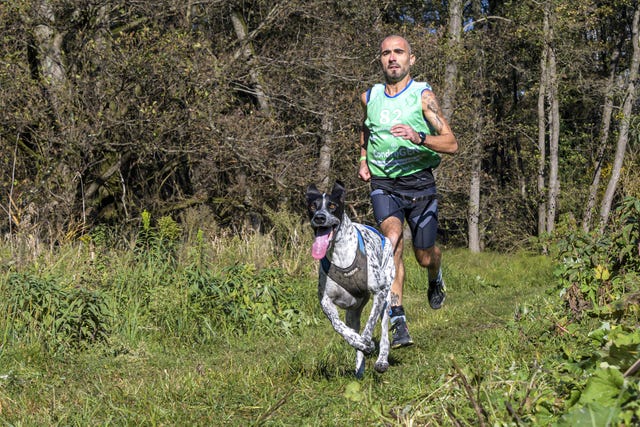 cane corsa canicross