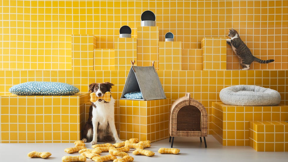 cats and dogs surrounded by ikea pet furniture