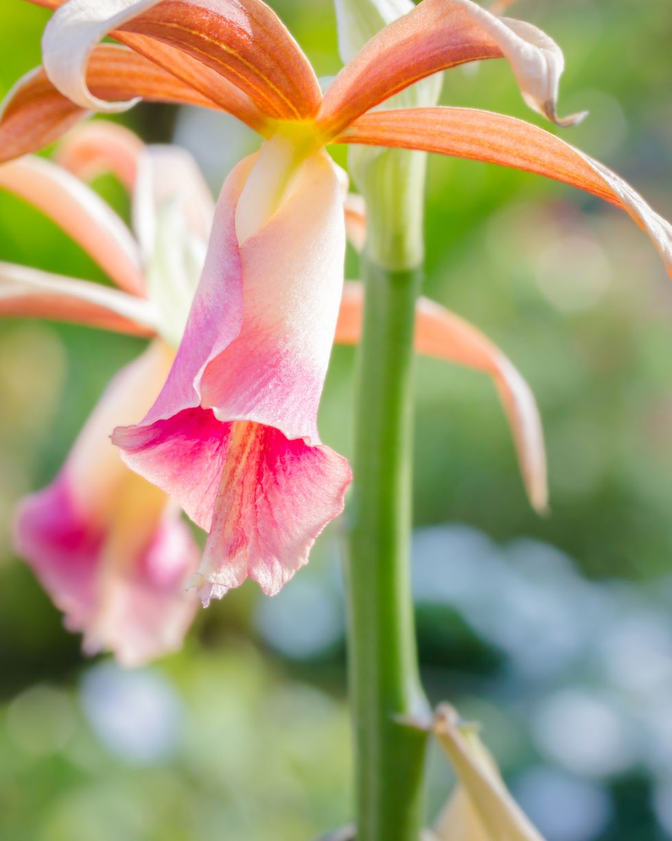 pink white and orange phaius orchids