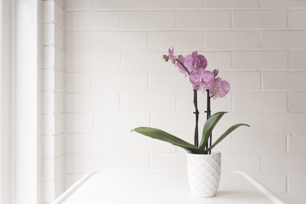 best christmas plants and flowers