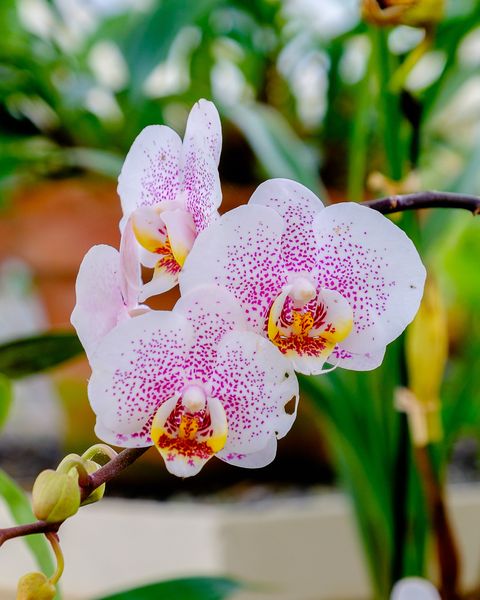 white and pink phalaenopsis moth orchids