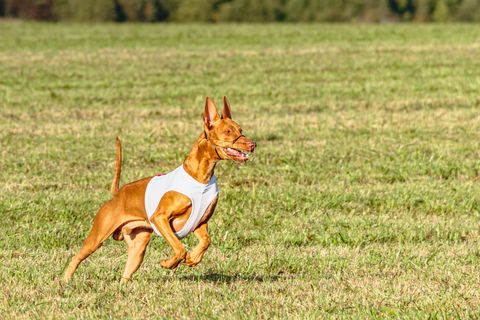 pharaoh hound dog running in white jacket on coursing field estonia