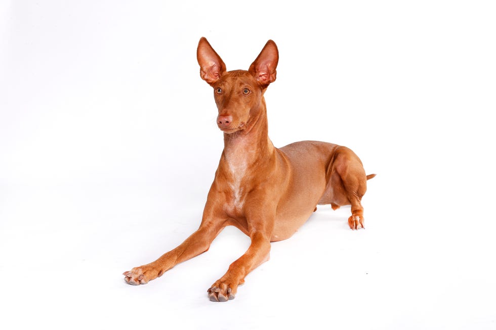 pharaoh hound