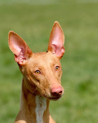 hound dog breeds pharaoh hound