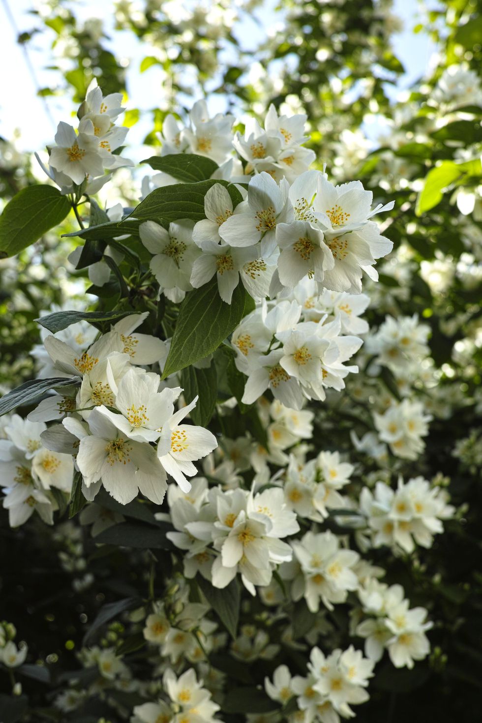 philadelphus coronarius (common mock orange, sweet mock orange, english dogwood)