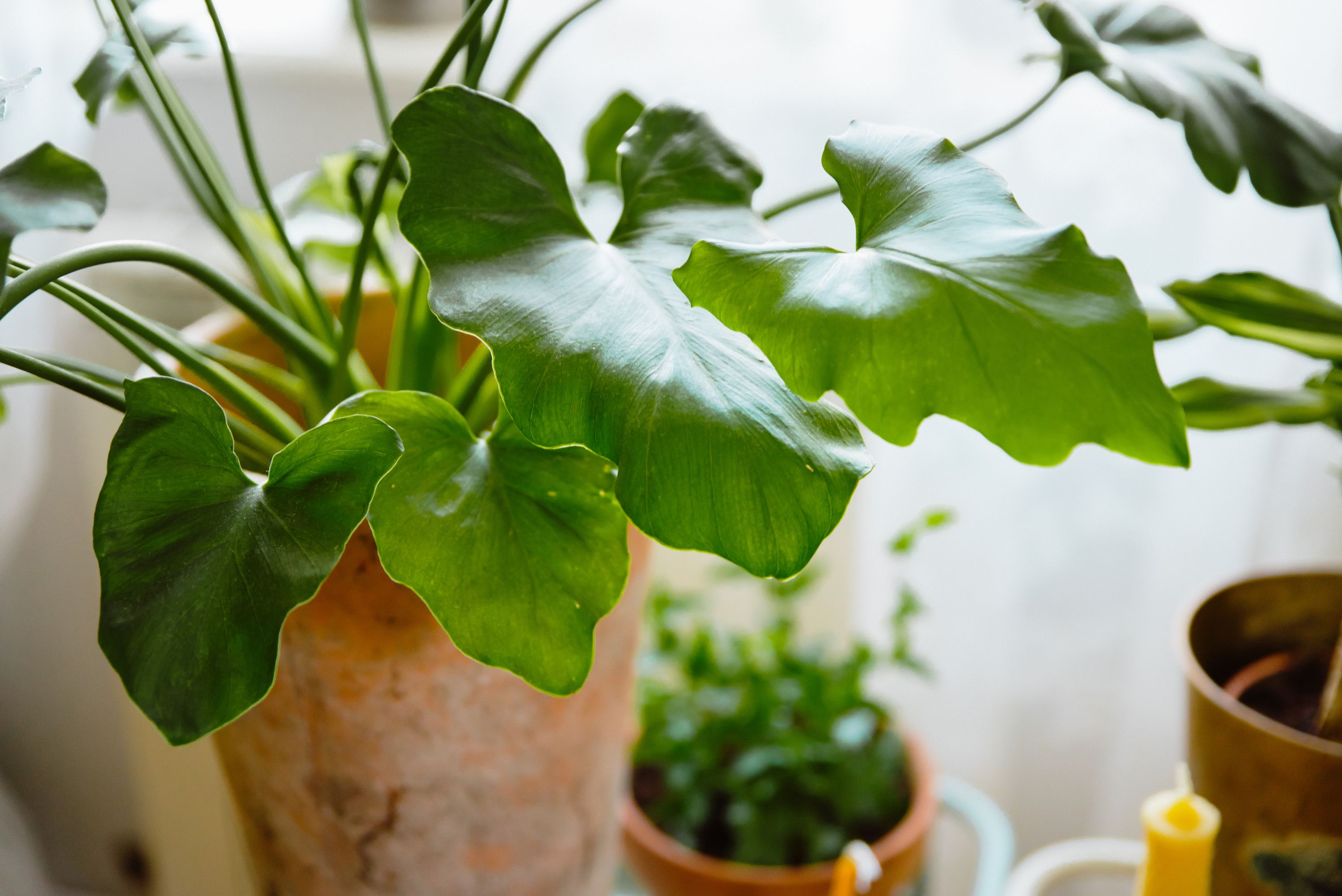 Indoor plants best sale toxic to dogs