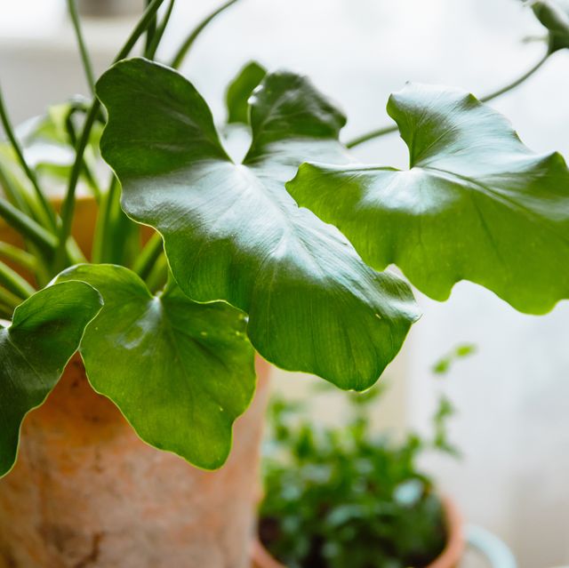 20 Houseplants That Are Toxic to Cats