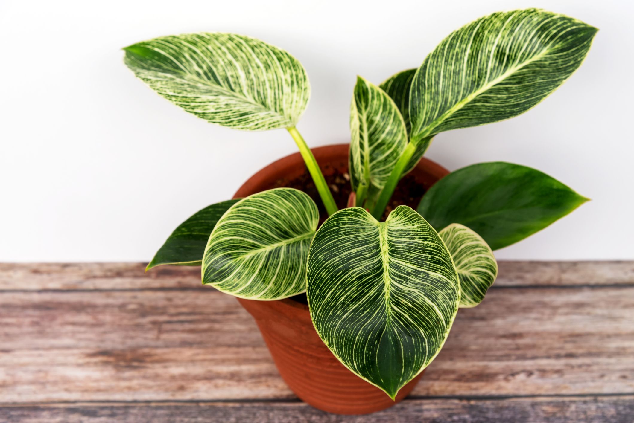 Tropical plants poisonous to hot sale dogs