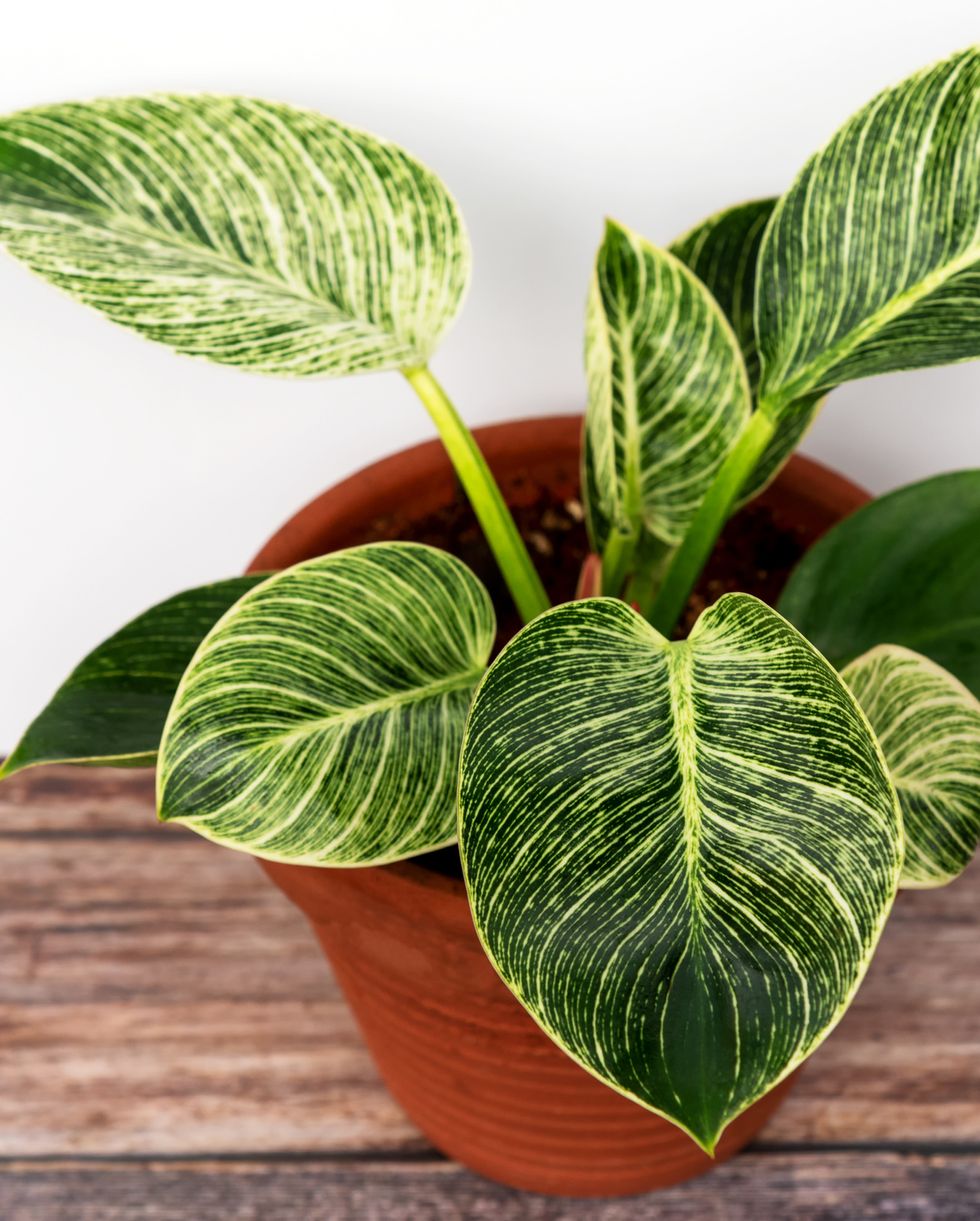 plants harmful to dogs philodendron